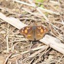 하호분교 이미지