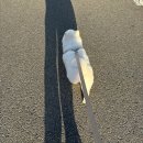 블루밍 펫 살롱 | 시흥능곡애견미용 블루밍펫살롱 포메라니안 폼피츠 물개컷 찐~ 후기