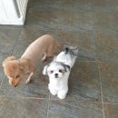 뽀송뽀송애견놀이방 이미지