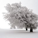 [기후와 날씨] 추운 겨울 습도 높고 안개 끼면 나무에 얼음꽃 볼 수 있어요 이미지