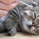 데본냥이 이미지