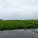 성덕기름
