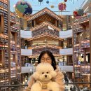 스타애견샵 이미지