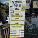 달빛돼지 이미지
