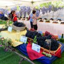 포도가 있는 풍경 이미지