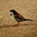 참새농장 이미지