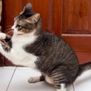 위례S동물의료센터 이미지