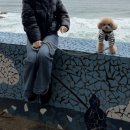 발한로 | 강원도 묵호 애견 동반 당일치기 여행 코스 (묵호 김밥/ 캐러멜 스테이션/ 스카이밸리, 해랑전망대...