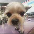 투투 동물병원 이미지