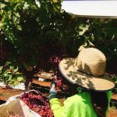 김종훈 농장 이미지