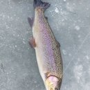 진리관광안내소 | 올매진 사태! 얼음터/부교터/가족낚시터 오전부터 인산인해 홍천강 꽁꽁축제장 - [26/01/17]