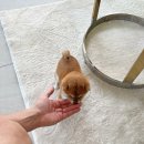 퍼피라이프 이미지