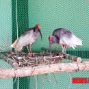 우포따오기 사진전 이미지