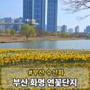 창원대학교입구(창원대학교종점방면) | 부산 화명생태공원 연꽃단지 수선화 명소 실시간 개화 대중교통 가는법