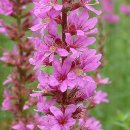 로벨리아 이미지