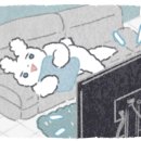 몽이애견미용