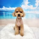 라라그루밍 이미지