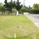상록수 이미지