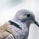 비둘기 이미지