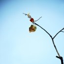 별이되다 이미지