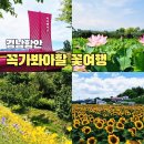 기백 넘치는 선비마을 함양의 햇살안의 | 경남 함안에서 안보면 후회하는 꽃축제 베스트 3