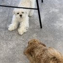 갈매독 애견유치원 이미지