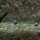 팔공산왕건길 2코스 이미지