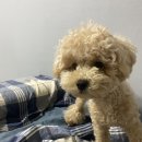 까만콩쌀알 이미지