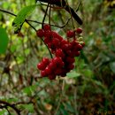 머루다래 이미지