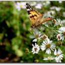 쑥부쟁이 이미지