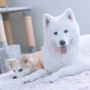 THE 이쁘개 이미지