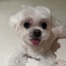 벤지애견 | 강아지 배변교육 필수템 발도장 걱정없는 깔끔한 화장실 : 바잇미 배변판