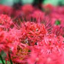 가오근린공원 이미지