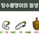 와우펫 이미지