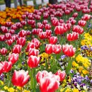 낙동제방 이미지