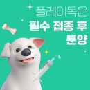 플레이독 이미지