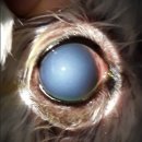 24시쎈텀동물병원 | 안양24시동물병원 강아지 녹내장 안구적출 수술 후기