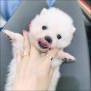 도그메리트강아지