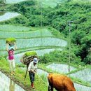 소*만