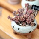 블루빈스 이미지