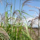 노방(안노방) 이미지