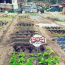 풍악농장 이미지