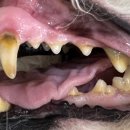 용인도담동물병원 이미지