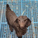 남원흑염소농장 2농장 이미지