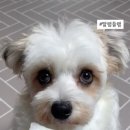 딸램들램 이미지