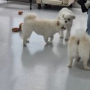 쉬다가개 애견호텔유치원 이미지