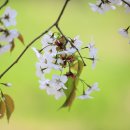 반포천 동작역~이수교차로 사이 둔치 | 봄바람에 꽃비 날리는 반포천길, 아가 첫 벚꽃놀이^^