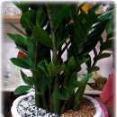 지노메디 이미지