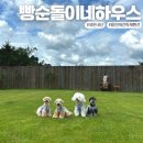 신운미애견미용실 | 서울근교 용인 &lt;빵순돌이네 하우스&gt; 넓은 운동장과 수영장이있는 애견동반 독채펜션 솔직후기