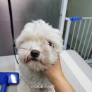 비비드그루밍 이미지